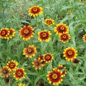 Zinnia mexicana 'Old Mexico'